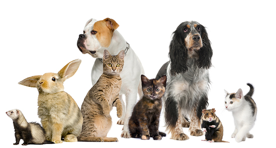 group of animals