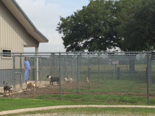 outside kennels