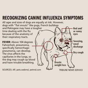 influenza symptoms chart
